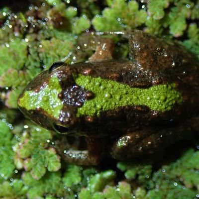 Aoi Kudoh/phD student studying plants in Kyoto Univ.
植物と両爬が好きです
