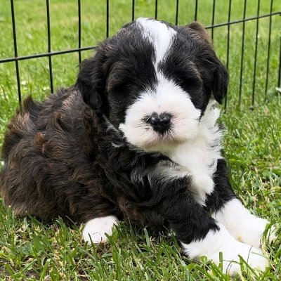 Absolutely adorable baby F1b mini bernedoodles are available and ready to go to their furever home!