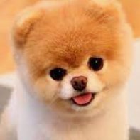 Tracytw1tter's profile picture. Hello! All are welcome! :)