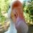 larimgobosga's profile image