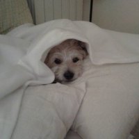 Luisa Tradulage/ @tradulage.bsky.social (@seicanena) 's Twitter Profile Photo