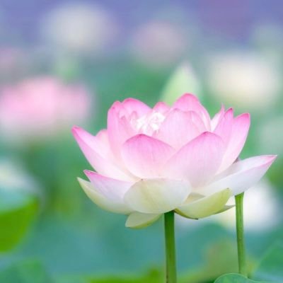 debora_kirkwood's profile picture. Serenity Now & Always 💗Sports Fanatic 💗My Boys & Fam 💗