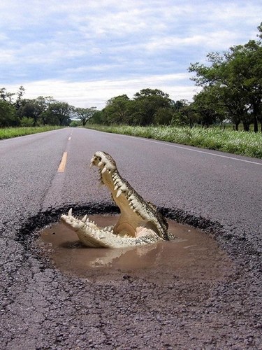 tygrr504's profile picture. quasi sane person that has ranting issues.....yes i rant on issues