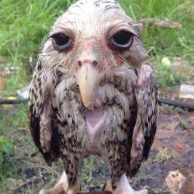 VimmeLOL's profile picture. Sugoma