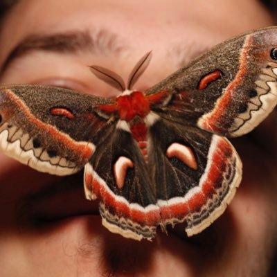 Lepidopterist. Masters student at U. Del. Curator of moths at BugGuide and an editor at Moth Photographers Group. Run @USAmothID.
