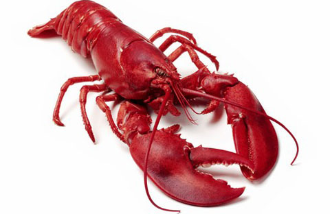 WinksLobster's profile picture. 