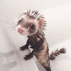 VitorTortodias's profile picture. 