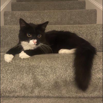 Alex44959037's profile picture. I workout every day and I love it! #FPL #TourdeFrance #teamcat