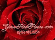 YourRedRoses's profile picture. Sometimes we make mistakes with flowers & with people. But we want to change that