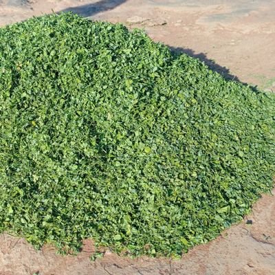 मां चामुंडा ट्रेडिंग कंपनी बू नरावता नागौर यहां पर आपको अच्छी क्वालिटी की नागौर की कस्तूरी पान मेथी क्वालिटी का जीरा सुप दाना मेथी नागौर मैं है 9521222974