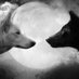 Lobos Casados 🐺 (@lobocasadoh) Twitter profile photo Lobos Casados 🐺 (@lobocasadoh) Twitter profile photo
