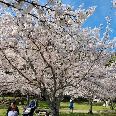 日本手拭いの猿轡、特に豆絞りが大好きです。緊縛は特に好きではありませんが、GAGをされた女性の姿が大好きです。拘束された女性を犯したいです。性別は問いません。一緒にHして下さる方、いるといいな❤️