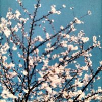 青春桜 (@yoptkbkn2s1dwzn) Twitter profile photo