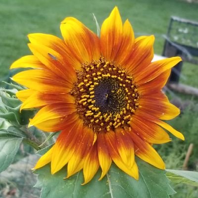 cheegirl26's profile picture. Engineer, mom, doomscroller