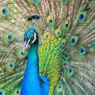 trimurthulu_g1's profile picture. Trimurthulug