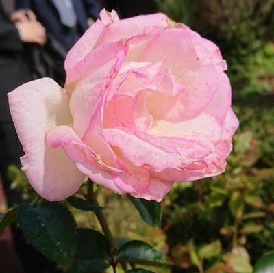 mirei20210426's profile picture. 学会三世のヤング白ゆり

公明推し✨

子育てに奮闘中😊

初心者の為失礼がありましたらごめんなさい🙏💦💦
リポスト多め。ポスト只今勉強中

無言フォロー失礼致します🙇