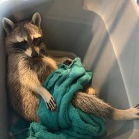 RN비곤 (@begone4012) 's Twitter Profile