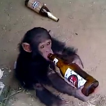 Drunk Rally Monkey