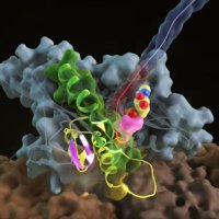 神戸大学 生体構造解剖学分野 仁田研究室 (@kobe_nittalab) 's Twitter Profile