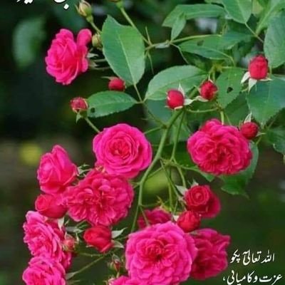 LubnaZobaidi's profile picture. Respect is not something that you can ask for, buy or borrow. Respect is what you can earn from each person no matter their background or status.