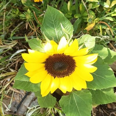 gllensem's profile picture. Prof de lettres retraitée. Soutien du nouveau front populaire.