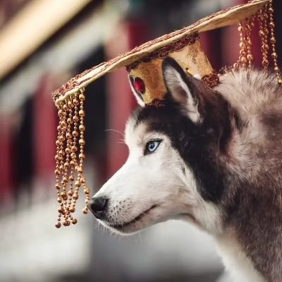 pandakn43725697's profile picture. 