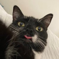 Ann Wong (@master_catnip) 's Twitter Profile