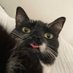 Ann Wong (@master_catnip) Twitter profile photo Ann Wong (@master_catnip) Twitter profile photo