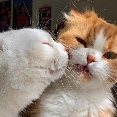 cutiepieeeee0's profile picture. DOMISILI SOLO BISA COD/ KIRIM (SHOPEE/TOKPED) TANYA SEPUTAR IPHONE BISAA SUNG DM/WASAFF☝️