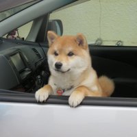 本部正志 (@zxwkwv0vsavwoop) 's Twitter Profile