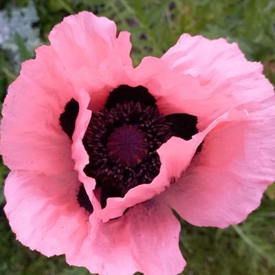 bipsepelka's profile picture. 