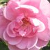 Karin Harris (@karinha51369003) Twitter profile photo