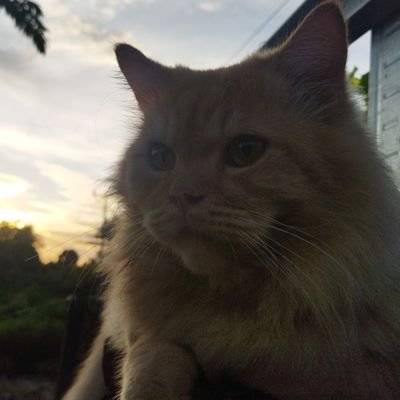 karakurakore's profile picture. 