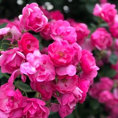 nonicomutuki's profile picture. 独り言多いへたれ絵描き文字書きの完成に趣味アカ。漫画ゲーム一次創作界隈をふらふら。たまに毒吐き注意。そんなことよりラーメン食べたい。最近はFGO/グラブル/艦これ/とうらぶ(振り分け垢使用)など。ネタ下さい。小説家になろうに投稿始めました。