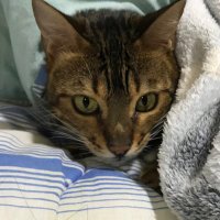 ティピー (@tipi0205) 's Twitter Profile