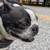 (毎日)まめお(@mameo20141227) 's Twitter Profile Photo