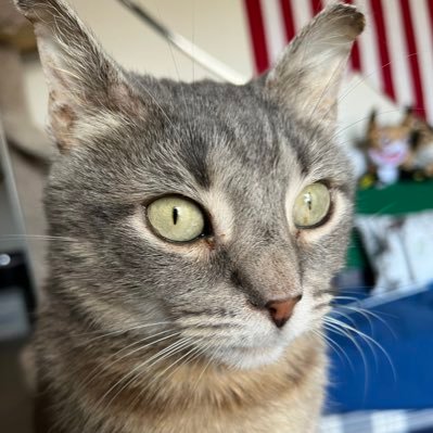 Jedi_Avenged's profile picture. Alt account for Matt Skywalker @Jedi_Adopted.