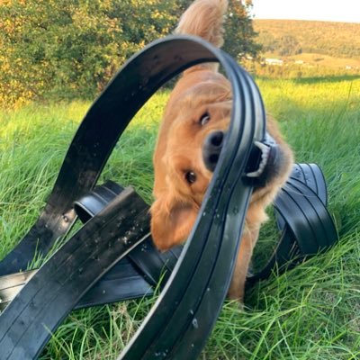 TrudStar12's profile picture. Just a goofy golden living her best life❤️