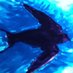 One Swallow (@oneswallow1) Twitter profile photo One Swallow (@oneswallow1) Twitter profile photo