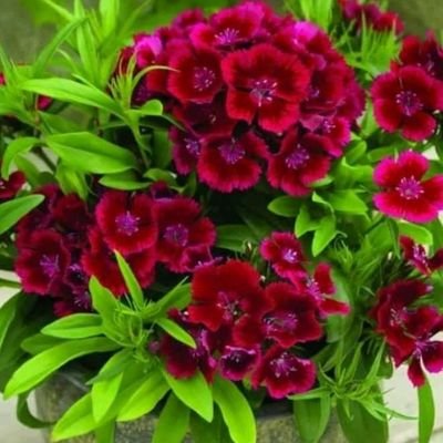 Abrelosojos80's profile picture. Diseñadora instruccional- Capacitadora Tic. Guionista.