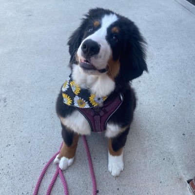 wandatheberner's profile picture. Wanda’s world through Berner Vision! Cute stealer of all things, perfect napper, lover of treats and pets. 🐾Born: 2/14/22  wandatheberner@gmail.com
