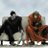 Watash_no_honne