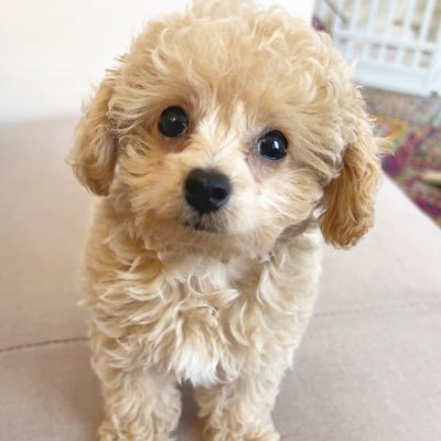 pu_ta_doglife's profile picture. #アイドル を夢見て目指してるワンコです🐶❤️#犬のぷぅーた と飼い主の思い出⭐️ビションフリーゼ&トイプードル の mix犬🐶💕 ⁡2022年4月1日生まれ700gの超小型犬✨❤️💛2022年6月13日にお迎えしました🧡💜#動物大好き ⁡ #ビションプー #愛犬家 #お友達募集中 🙋🏻‍♀️