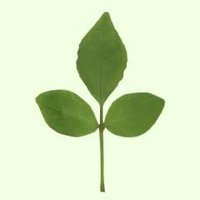 NFT Rockstar (@nftrockstar) 's Twitter Profile Photo