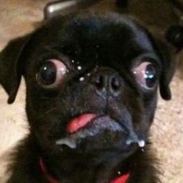 PugslyPoo