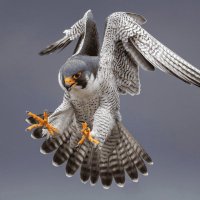 Wojtek Kostrzewa (@wojtekfalco) 's Twitter Profile Photo
