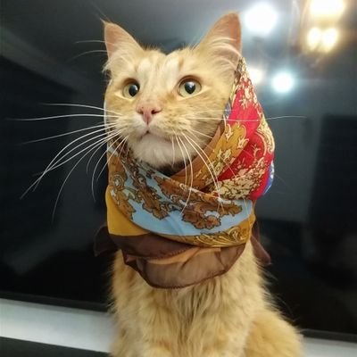 anylucam's profile picture. 