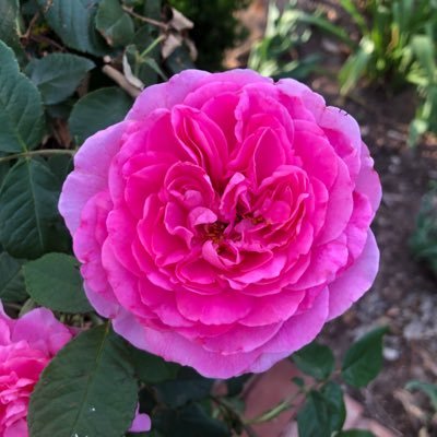 Gardening, birding, quilting and being me in central USA 🇺🇸 zone 6