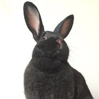 sure (@talknull) 's Twitter Profile Photo sure (@talknull) 's Twitter Profile Photo