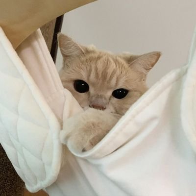 kucingtamanm's profile picture. 